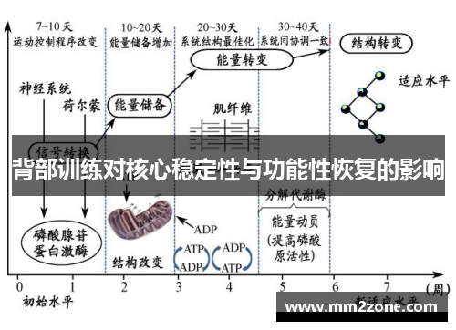 背部训练对核心稳定性与功能性恢复的影响 背部训练对核心稳定性与功能性恢复的影响